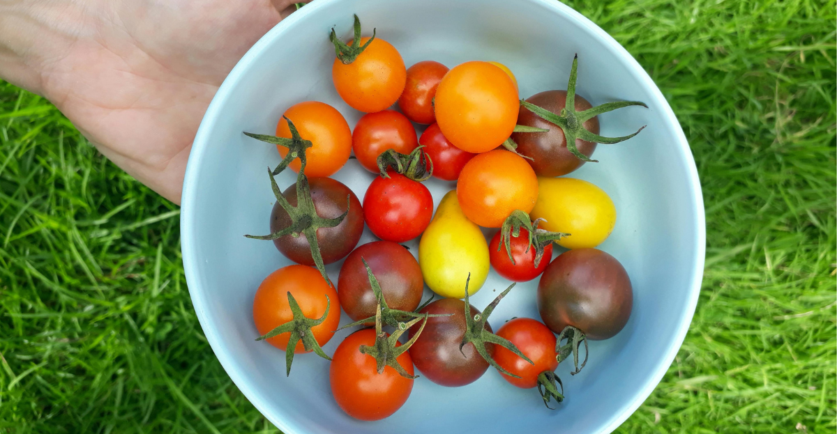 Bowl of heritage tomatoes